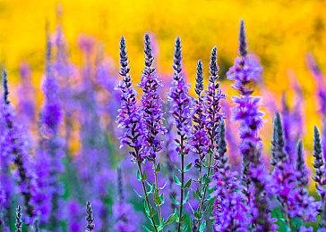 万代南梦宫财报：利润创下历史记录 增长995%